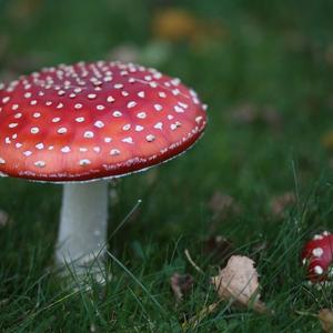Fly Agaric
