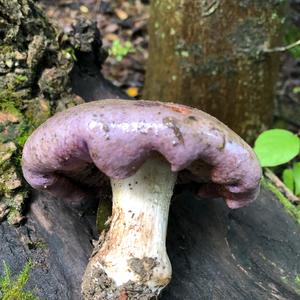 Wood Blewit