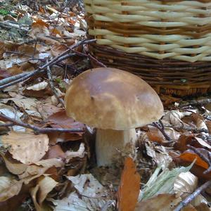 King Bolete