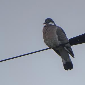 Common Wood-pigeon