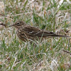 Meadow Pipit