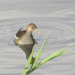 Teichhuhn