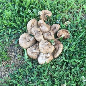 Unknown Species