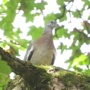 Common Wood-pigeon