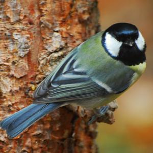 Great Tit