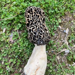 Black Morel