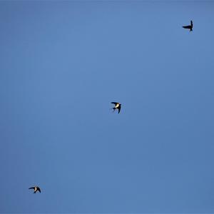 Barn Swallow