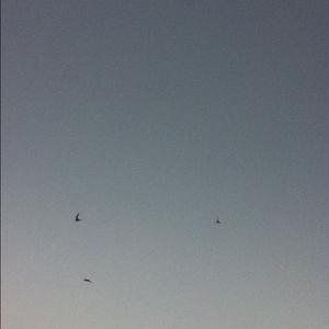 Common Swift
