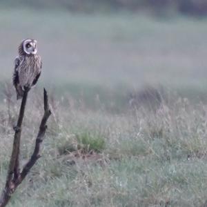 Short-eared Owl