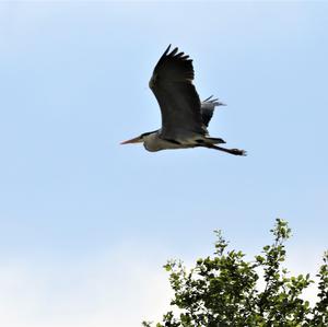 Grey Heron