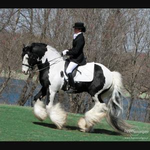 Gypsy Vanner Horse