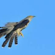 Common Cuckoo