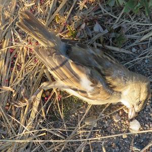 House Sparrow
