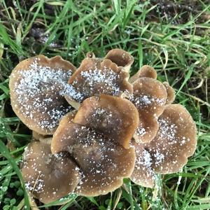 Unknown Species