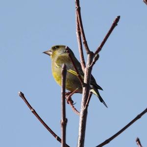 European Greenfinch