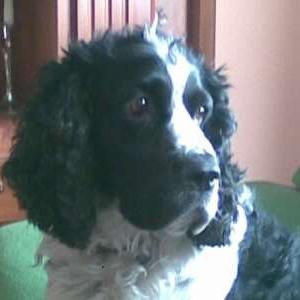 Spaniel (English Cocker)
