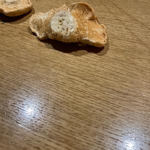 Hedgehog Fungus, Common