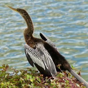 Anhinga