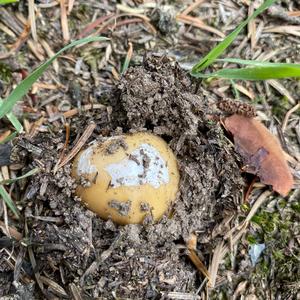 Gemmed Amanita