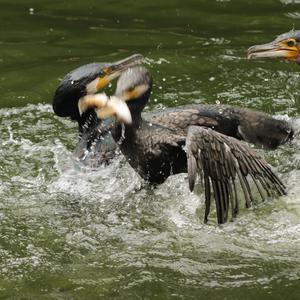Kormoran