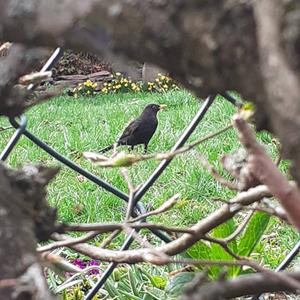 Amsel