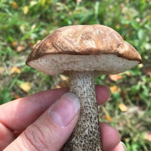 Gemeiner Birkenpilz