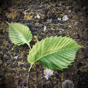 Ulme (Amerikanische)