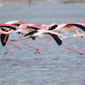 Greater Flamingo