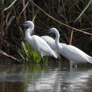 Little Egret