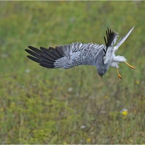 Montagu's Harrier