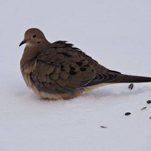 Mourning Dove