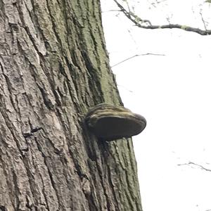 Unknown Species