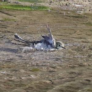 White Wagtail