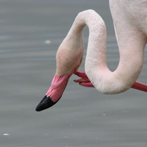 Greater Flamingo