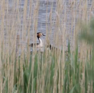 Great Crested Grebe