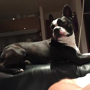 Boston Terrier