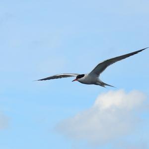 Common Tern