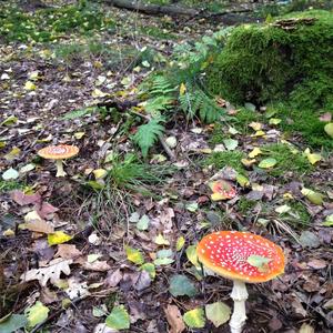 Fly Agaric