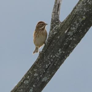 Reed Bunting