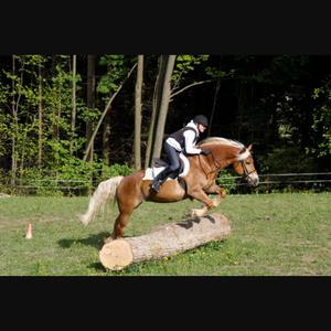 Haflinger