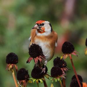 European Goldfinch