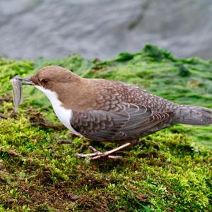White-throated Dipper
