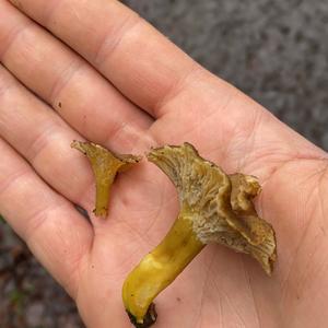 Trompeten-Pfifferling