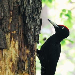 Black woodpecker