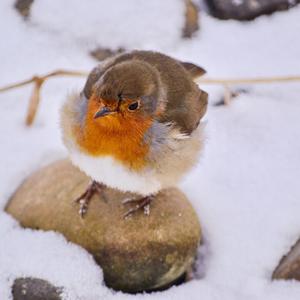 European Robin