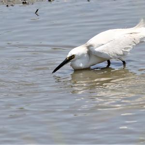 Little Egret