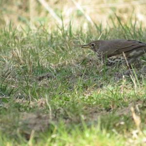 Song Thrush