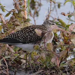 Wood Sandpiper