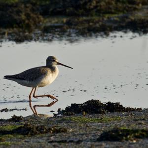 Common Redshank