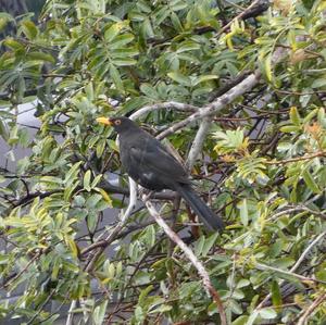 Amsel